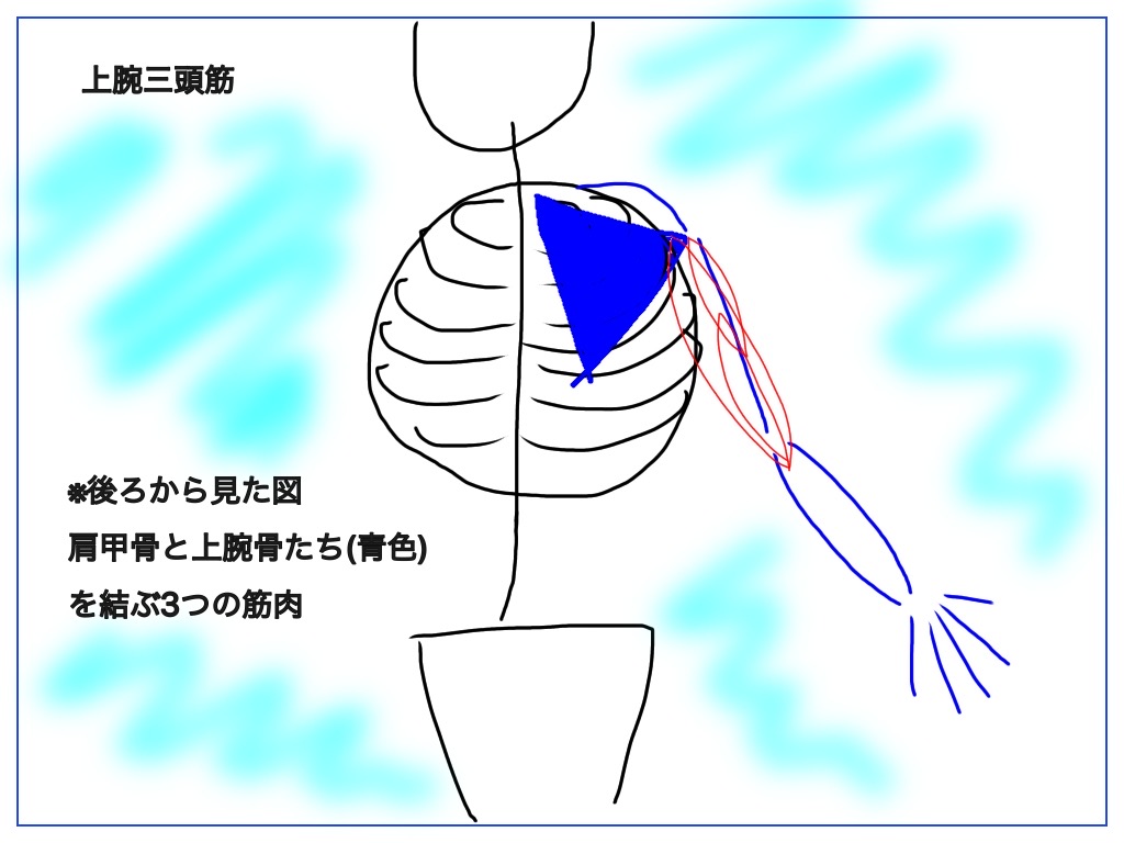 上腕三頭筋を後ろから見た際の絵