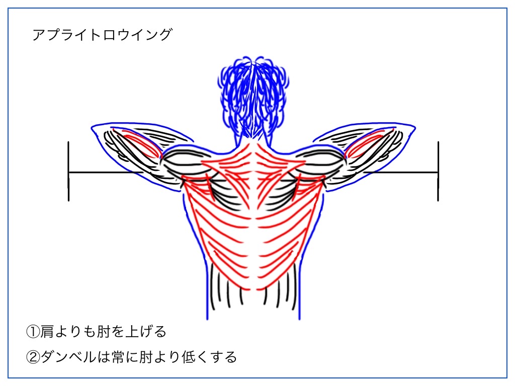 アップライトロウイングで働く筋肉の絵