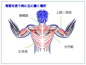 広背筋、大円筋、僧帽筋の絵