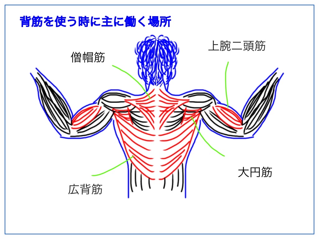 広背筋、大円筋、僧帽筋の写真