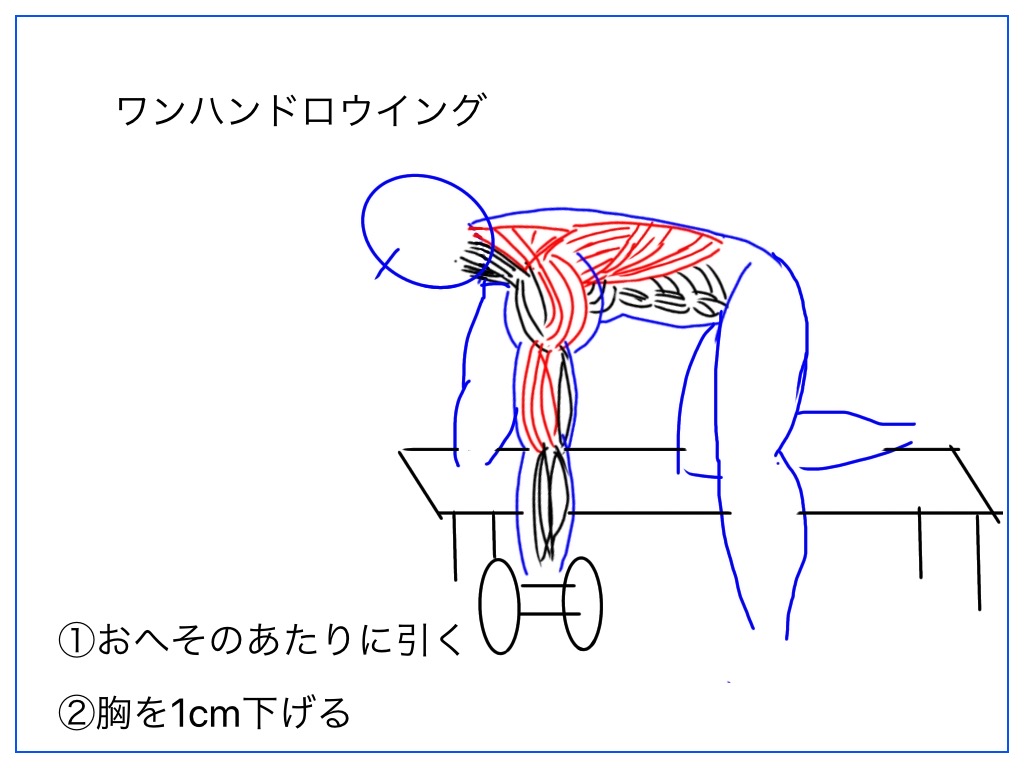 ワンハンドロウイングで働く筋肉