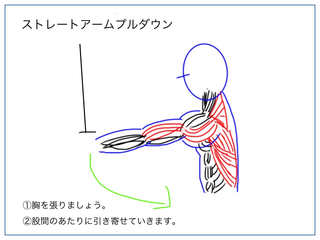 ストレートアムプルダウンで働く筋肉の絵