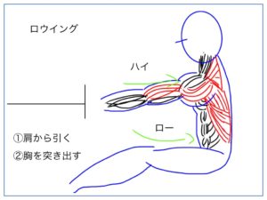 ロウイングをするときに働く筋肉の絵