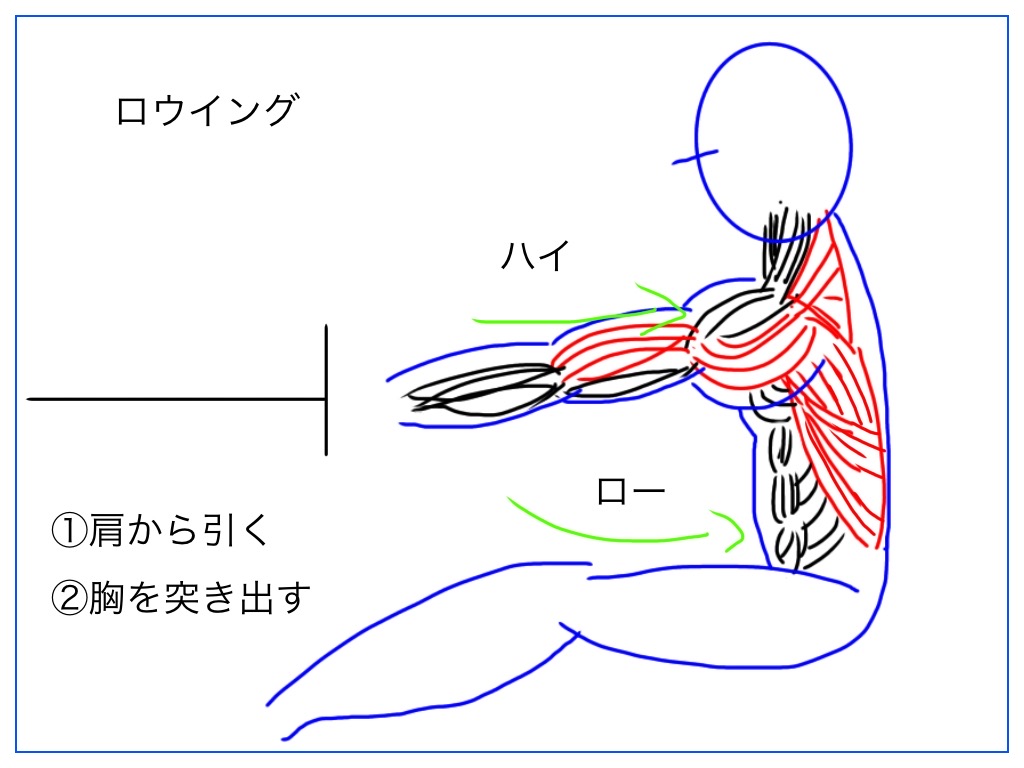 ロウイングをするときに働く筋肉の絵