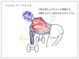 リアレイズの動きを解説する絵