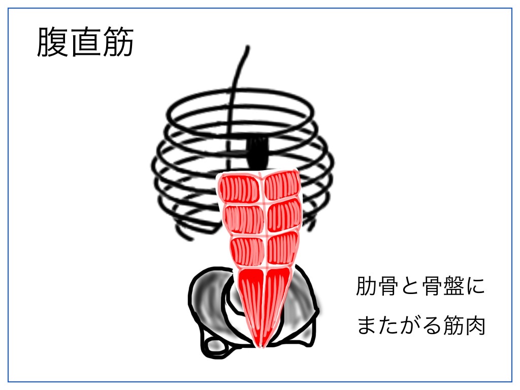 腹直筋のイメージ図