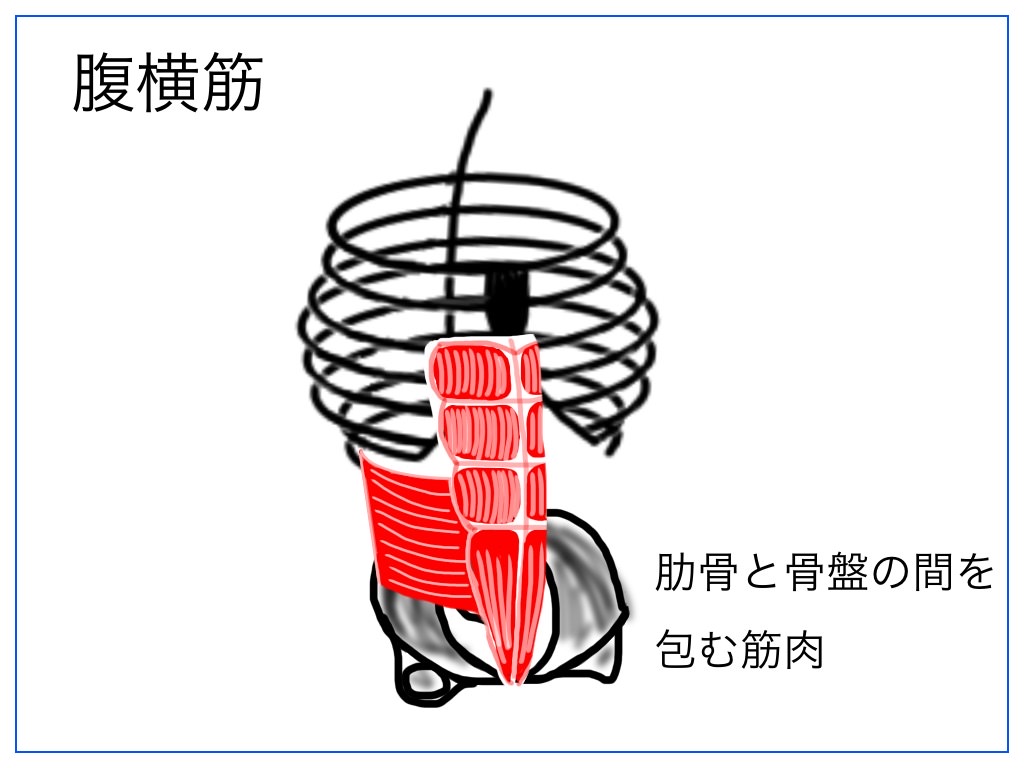 腹横筋の解剖図