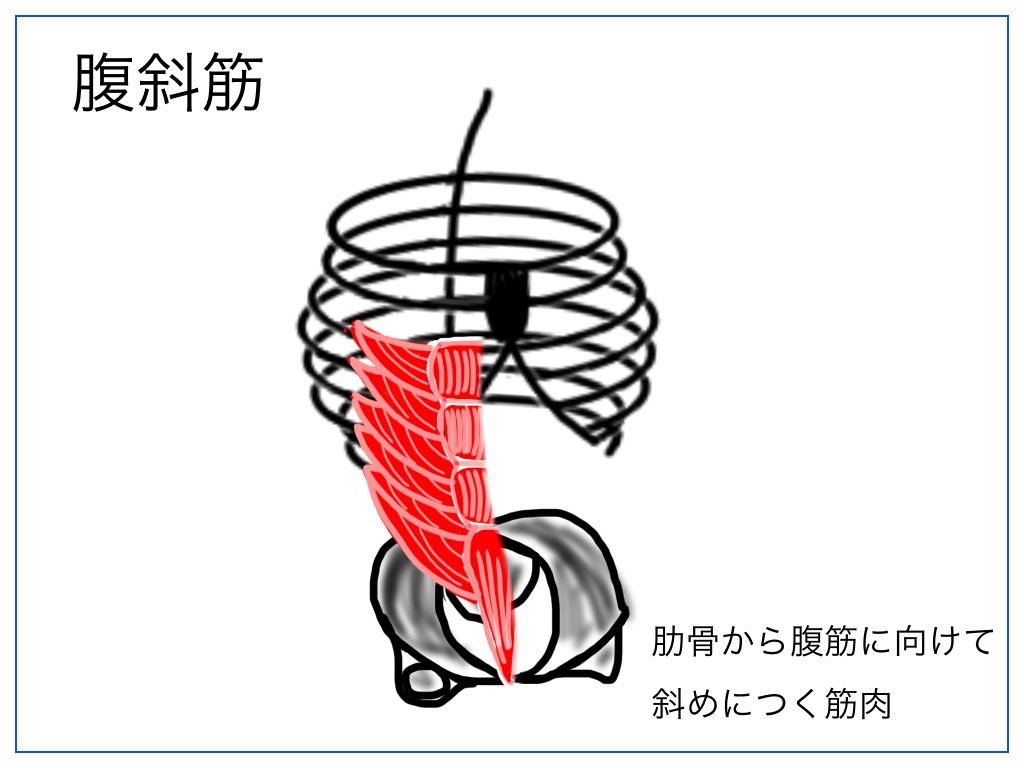 腹斜筋のイメージ図